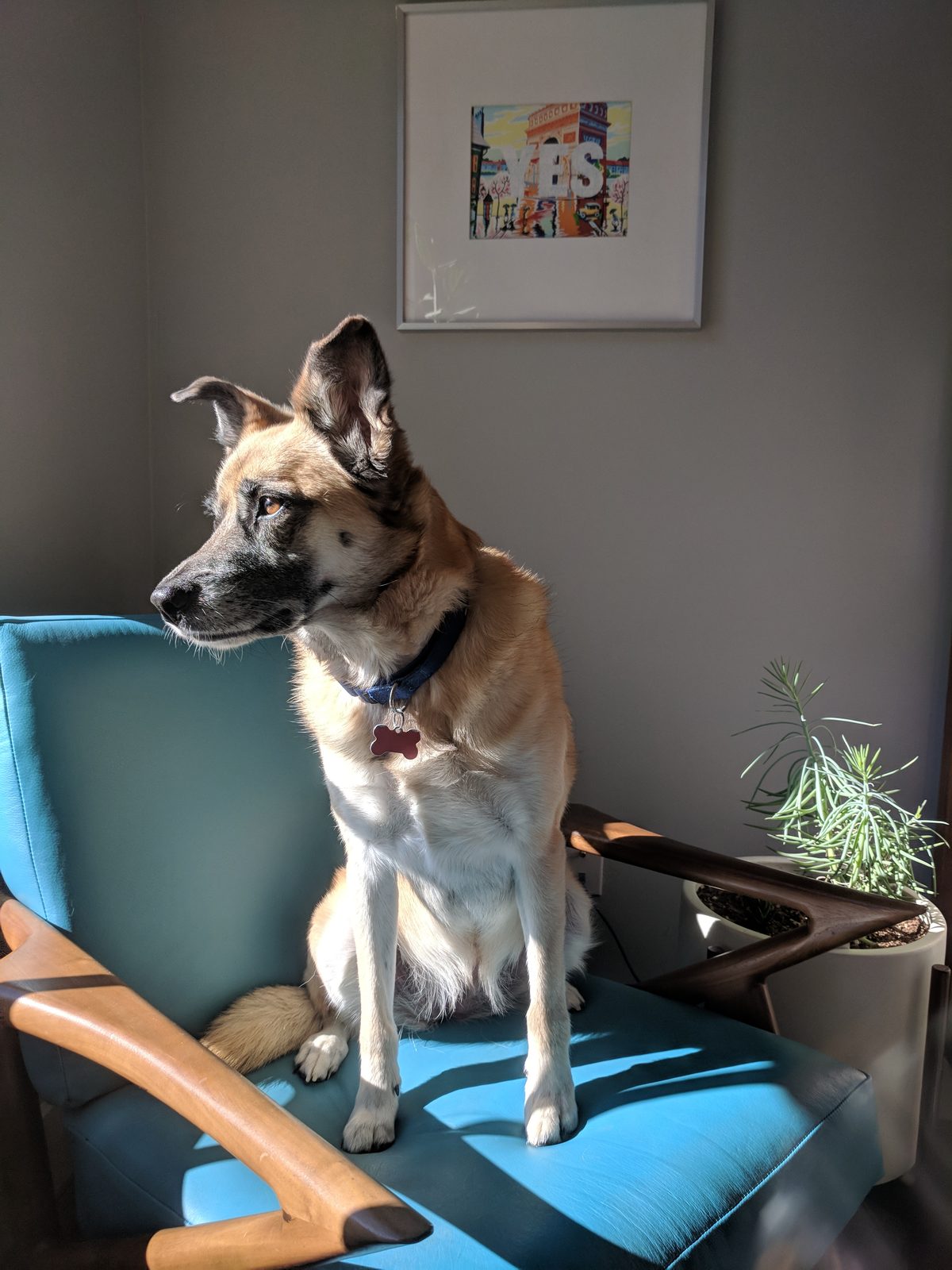 Mystery dog — what's the mix?