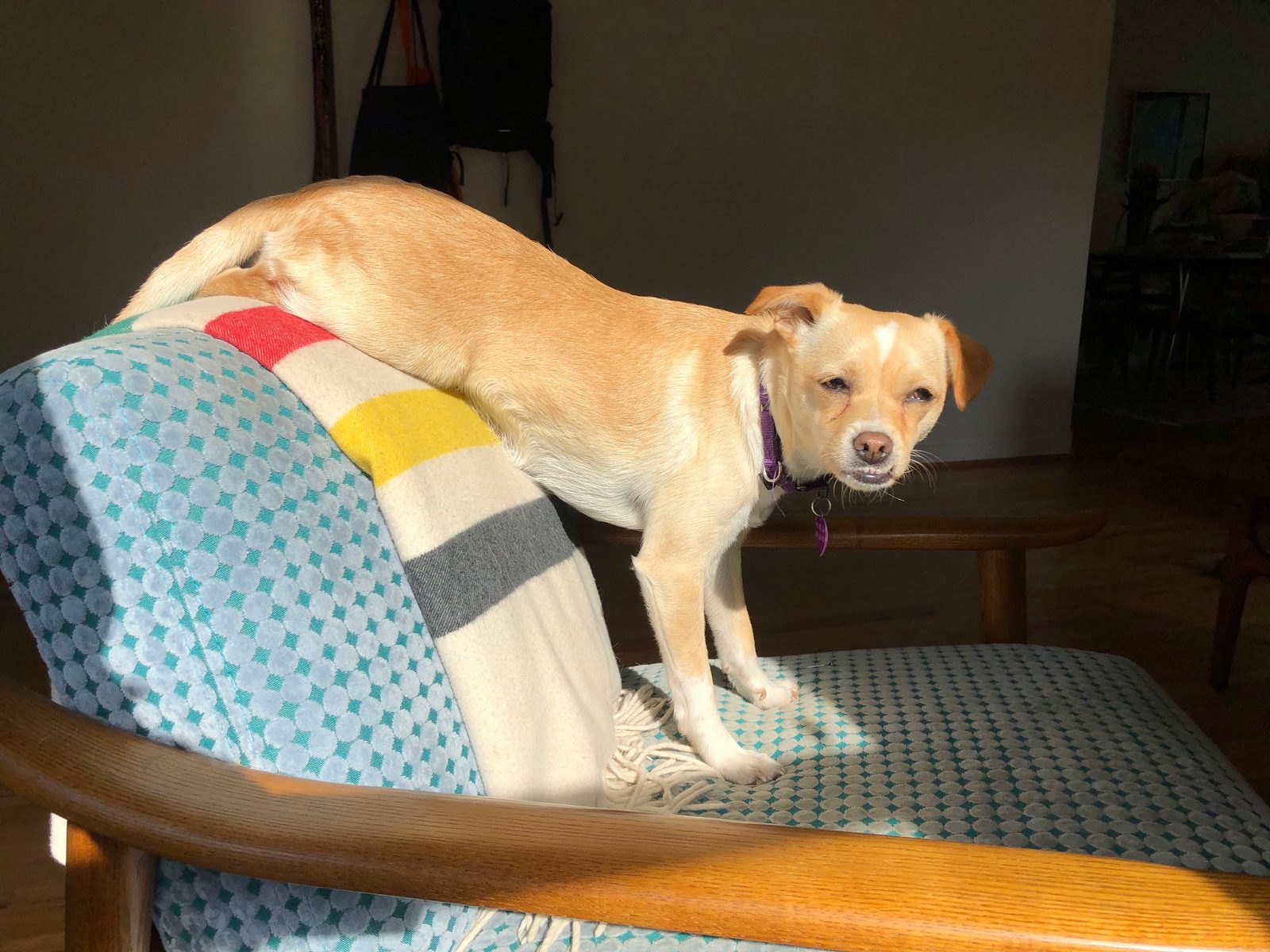 Mystery dog — what's the mix?