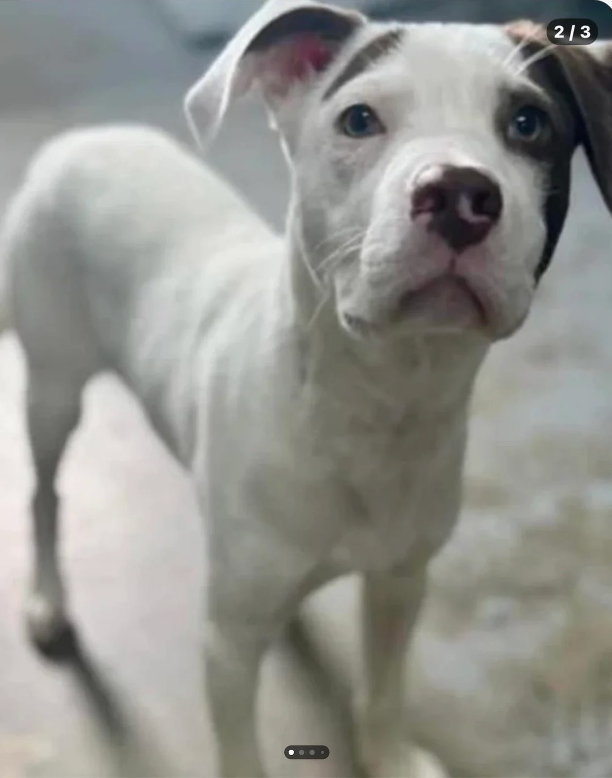 Mystery dog — what's the mix?