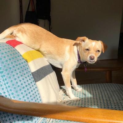 Dog from Yesterday · Fri, Aug 7