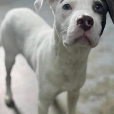 Dog from Thu, Aug 6